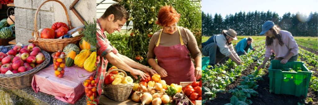 végétaliser son assiette