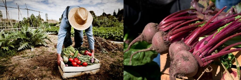principes d'agroécologie FAO - Manger Bouger